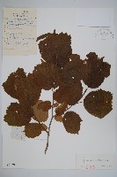 藏品(榛樹)的圖片