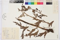 藏品(草烏頭)的圖片