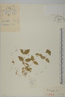 藏品(蔓假繁縷)的圖片