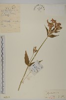 藏品(大花剪秋蘿)的圖片