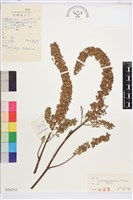 藏品(興安升麻)的圖片