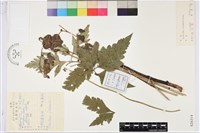 藏品(鴨綠烏頭)的圖片