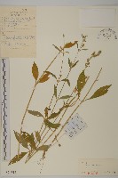 藏品(朝鮮麥瓶草)的圖片