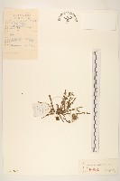 藏品(唐松草)的圖片