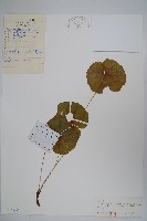 藏品(鮮黃連)的圖片