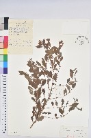 藏品(葉底珠、市蔥密花葉底珠)的圖片