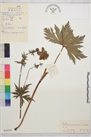 藏品(長瓣金蓮花)的圖片