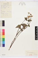 藏品(驢蹄草)的圖片