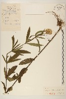 藏品(林氏澤蘭)的圖片