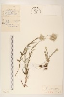 藏品(火絨草)的圖片