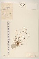 藏品(大丁草)的圖片