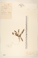 藏品(丹東蒲公英)的圖片