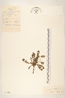 藏品(遼東蒲公英)的圖片