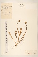 藏品(華蒲公英)的圖片