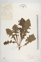 藏品(芥葉蒲公英)的圖片