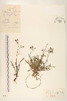 藏品(兔子菜)的圖片
