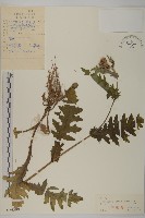 藏品(煙管草)的圖片
