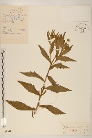 藏品(白頂飛蓬)的圖片