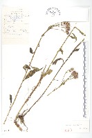 藏品(草地風毛菊)的圖片