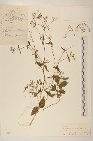 藏品(小米菊)的圖片