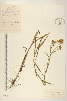 藏品(線葉旋覆花)的圖片