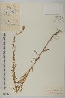 藏品(加拿大蓬)的圖片