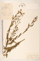 藏品(蒙古馬蘭)的圖片