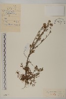 藏品(山菊)的圖片