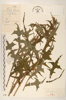 藏品(鵝仔草)的圖片