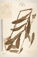 藏品(長裂苦苣菜)的圖片