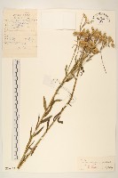 藏品(女菀)的圖片