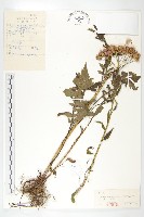 藏品(鳳毛菊)的圖片