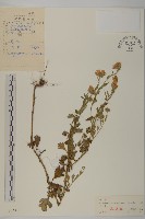 藏品(小紅菊)的圖片