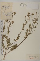 藏品(甘菊)的圖片