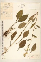 藏品(朝鮮一枝黃花)的圖片