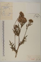 藏品(野薊)的圖片