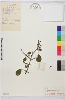 藏品(鼠李、臭李子)的圖片