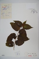 藏品(蔥皮忍冬)的圖片