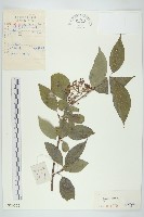 藏品(紅瑞木)的圖片