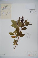 藏品(接骨木，木蒴藋)的圖片