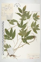 藏品(白花碎米薺)的圖片