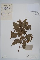 藏品(華北茶條槭)的圖片