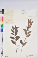 藏品(興安杜鵑，野杜鵑)的圖片