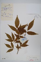 藏品(白牛槭)的圖片