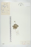 藏品(葶藶)的圖片