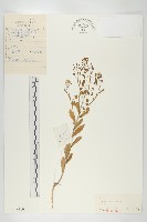 藏品(凹果菥蓂、遏藍菜)的圖片