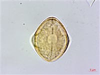 藏品(棱子芹)的圖片