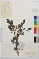 藏品(小葉鼠李)的圖片