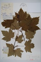 藏品(花楷槭)的圖片