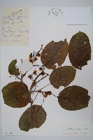 藏品(軟棗獼猴桃)的圖片